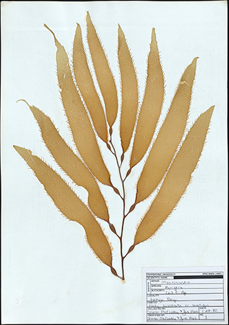 Macrocystis pyrifera